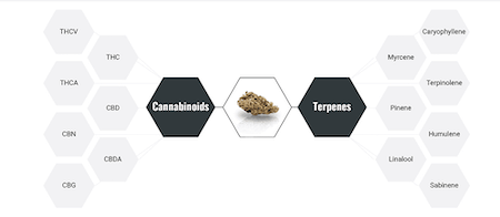 entourage-effect-cannabinoids-terpenes efekt synergii terpeny kannabinoidy