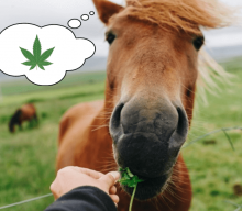 CBD dla koni – jak leczyć konie kannabidiolem