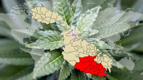 Malta jako pierwszy kraj w Europie, który zalegalizował marihuanę!