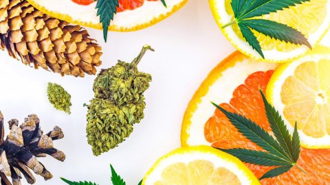 Terpeny i kanabinoidy –  wzajemne działanie