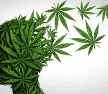 Badanie: Legalizacja marihuany nie ma związku z podwyższonymi wskaźnikami skutków zdrowotnych związanych z psychozą