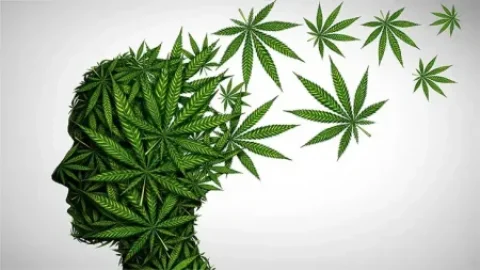 Badanie: Legalizacja marihuany nie ma związku z podwyższonymi wskaźnikami skutków zdrowotnych związanych z psychozą