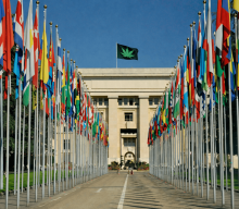 Od ONZ do Unii Europejskiej. Jak świat odchodzi od prohibicji, a Polska udaje, że tego nie widzi