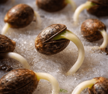 Badanie naukowe, które porządkuje temat kiełkowania konopi