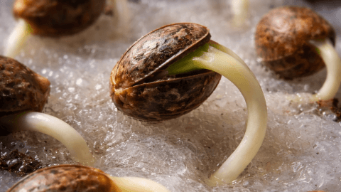 Badanie naukowe, które porządkuje temat kiełkowania konopi